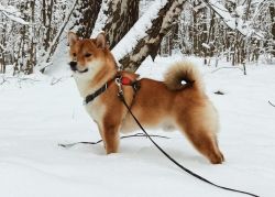 picture of dog