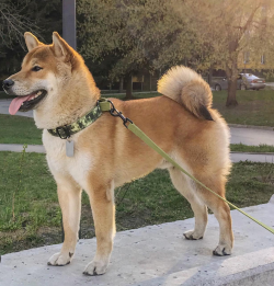 picture of dog