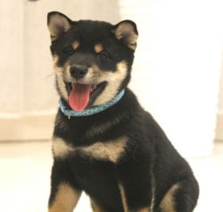 picture of dog