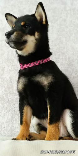 picture of dog