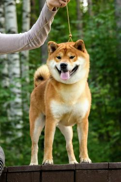 picture of dog