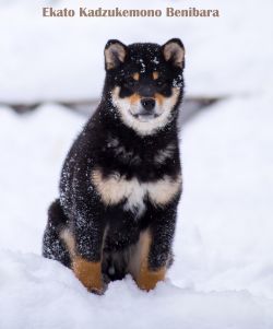 picture of dog