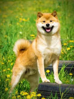 picture of dog