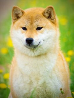 picture of dog
