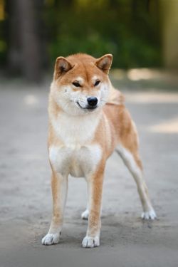 picture of dog