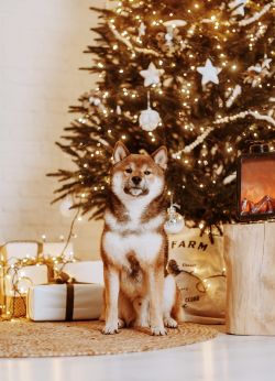 picture of dog
