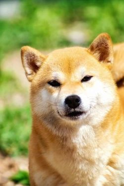 picture of dog