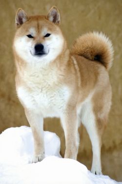picture of dog