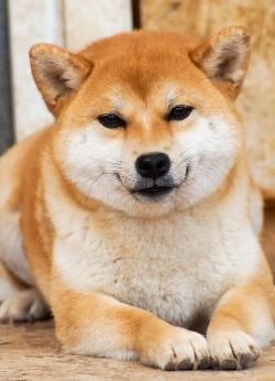 picture of dog