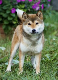 picture of dog