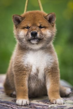 picture of dog