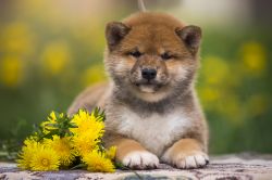 picture of dog