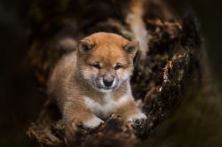 picture of dog