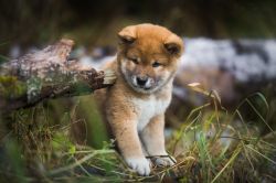picture of dog