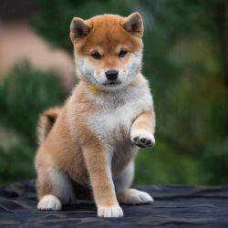 picture of dog