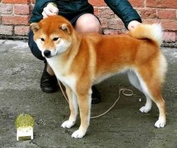 picture of dog