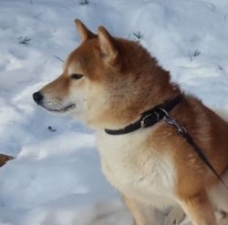 picture of dog