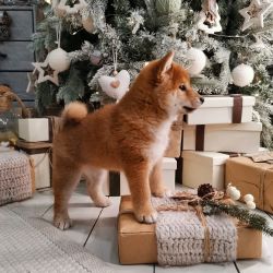 picture of dog