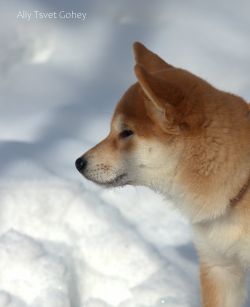 picture of dog