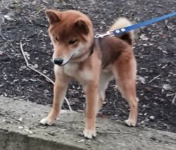 picture of dog