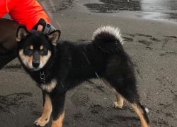picture of dog