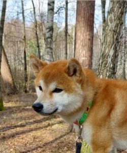 picture of dog