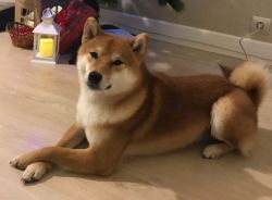 picture of dog