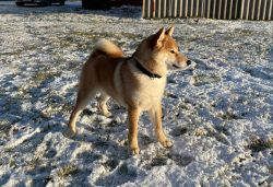 picture of dog