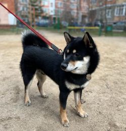 picture of dog