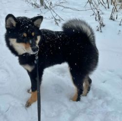 picture of dog