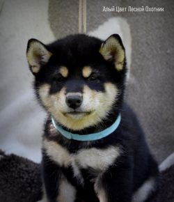 picture of dog