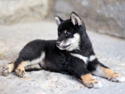 picture of dog