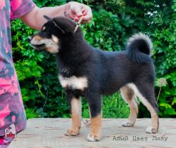 picture of dog
