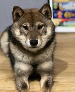 picture of dog