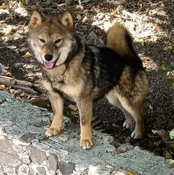 picture of dog