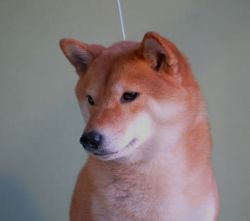 picture of dog
