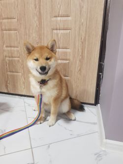 picture of dog