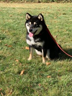 picture of dog