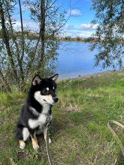picture of dog