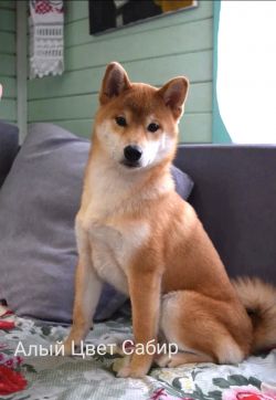 picture of dog