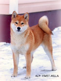picture of dog