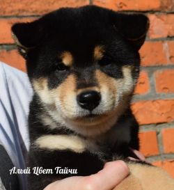 picture of dog