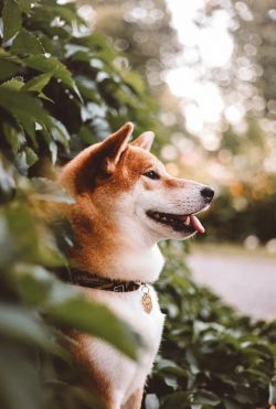 picture of dog