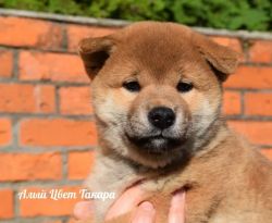 picture of dog
