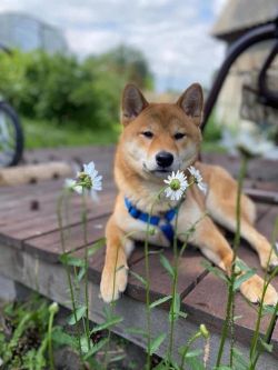 picture of dog