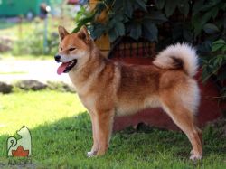 picture of dog