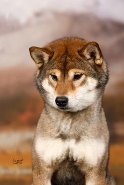 picture of dog