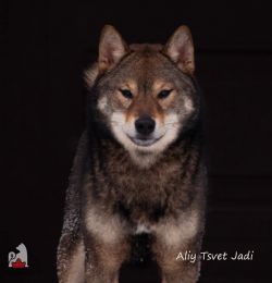 picture of dog
