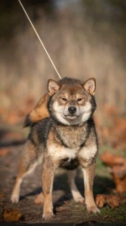 picture of dog