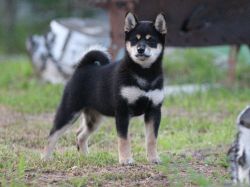picture of dog